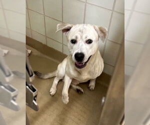 Labrador Retriever Dogs for adoption in Derwood, MD, USA