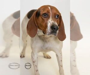 English Foxhound-Unknown Mix Dogs for adoption in Hughesville, MD, USA