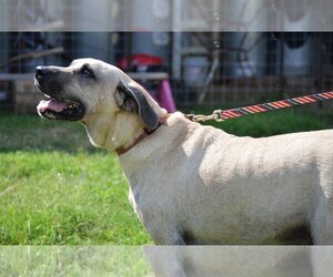 Anatolian Shepherd-Unknown Mix Dogs for adoption in Bend, OR, USA