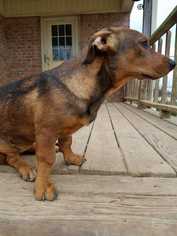 Dachshund Dogs for adoption in Conway, AR, USA