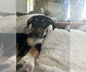 Labrador Retriever-Unknown Mix Dogs for adoption in Springdale, PA, USA