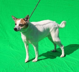 Jack Russell Terrier Dogs for adoption in Thomasville, NC, USA