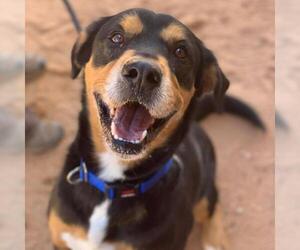 Labrottie Dogs for adoption in Kanab, UT, USA