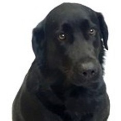 Medium Photo #1 Labrador Retriever-Unknown Mix Puppy For Sale in Show Low, AZ, USA