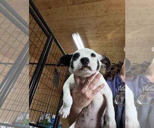 Mutt Dogs for adoption in Elmsford, NY, USA