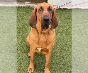 Bloodhound Dogs for adoption in Fayetteville, NC, USA