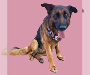 German Shepherd Dog Dogs for adoption in Bakersfield, CA, USA