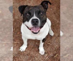 American Staffordshire Terrier Dogs for adoption in Green Cove Springs, FL, USA