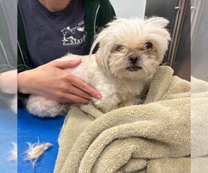 Mutt Dogs for adoption in Philadelphia, PA, USA