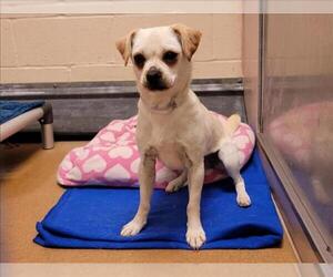 Mutt Dogs for adoption in Martinez, CA, USA