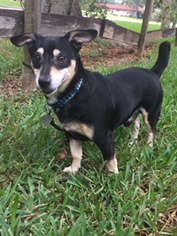 Chi-Corgi Dogs for adoption in Davie, FL, USA