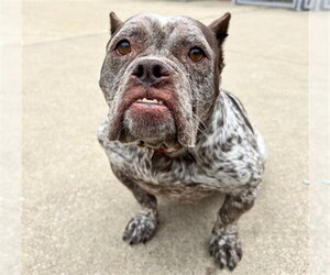 American Pit Bull Terrier-Unknown Mix Dogs for adoption in Aurora, IL, USA