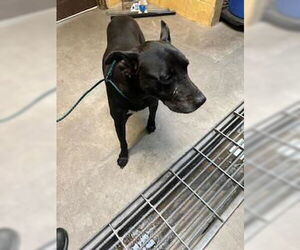 American Pit Bull Terrier-Unknown Mix Dogs for adoption in Stockton, CA, USA