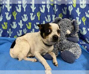 Chihuahua-Unknown Mix Dogs for adoption in Modesto, CA, USA