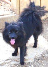 Pomeranian Dogs for adoption in Stockport, OH, USA