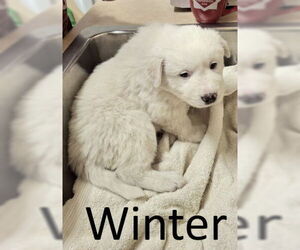 Labrenees Dogs for adoption in Mountain View, AR, USA