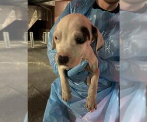 American Staffordshire Terrier-Unknown Mix Dogs for adoption in San Antonio, TX, USA