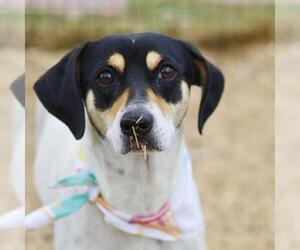 Mutt Dogs for adoption in San Antonio, TX, USA