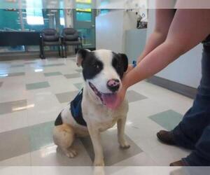 Borador Dogs for adoption in Oklahoma City, OK, USA