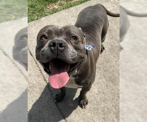 Staffordshire Bull Terrier-Unknown Mix Dogs for adoption in Tulsa, OK, USA