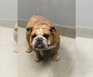 Bulldog-Unknown Mix Dogs for adoption in Las Vegas, NV, USA