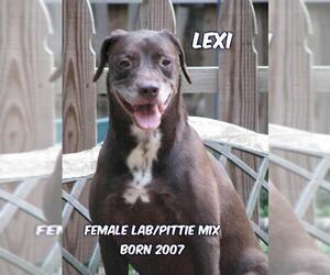 Chocolate Labrador retriever-Unknown Mix Dogs for adoption in Huddleston, VA, USA