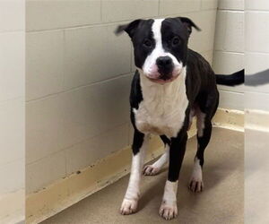 American Pit Bull Terrier-Unknown Mix Dogs for adoption in Anchorage, AK, USA