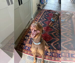 Doberman Pinscher Dogs for adoption in Buffalo, MN, USA