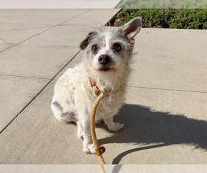 Cairn Terrier Dogs for adoption in Orange, CA, USA