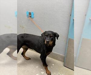 Rottweiler-Unknown Mix Dogs for adoption in Las Vegas, NV, USA