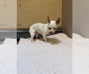 Chihuahua Dogs for adoption in Martinez, CA, USA