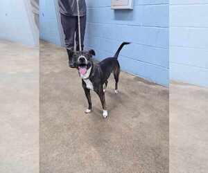 Mutt Dogs for adoption in Evansville, IN, USA