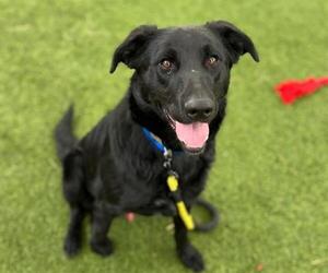Labrador Retriever-Unknown Mix Dogs for adoption in Las Vegas, NV, USA