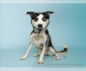 Siberian Husky Dogs for adoption in Corona, CA, USA
