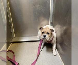 Irish Terrier-Unknown Mix Dogs for adoption in Modesto, CA, USA