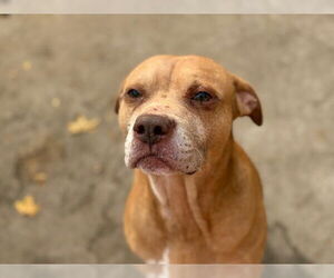 Mutt Dogs for adoption in Tulsa, OK, USA