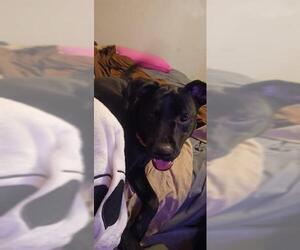 American Staffordshire Terrier-Labrador Retriever Mix Dogs for adoption in San Antonio, TX, USA