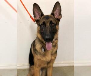 Medium Photo #3 German Shepherd Dog Puppy For Sale in Mt. Airy, MD, USA