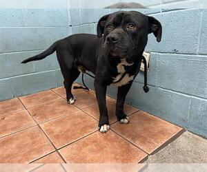 American Pit Bull Terrier Dogs for adoption in Downey, CA, USA