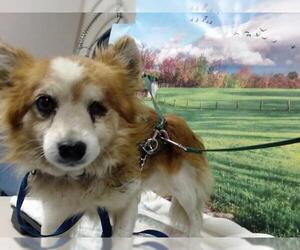 Pomeranian-Unknown Mix Dogs for adoption in Moreno Valley, CA, USA