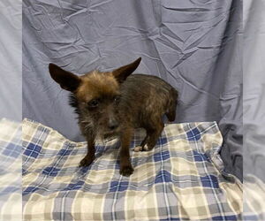 Chihuahua Dogs for adoption in Modesto, CA, USA