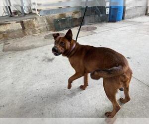 German Shepherd Dog-Unknown Mix Dogs for adoption in Texas City, TX, USA