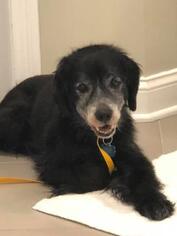 Poodle (Standard) Dogs for adoption in Newport, KY, USA