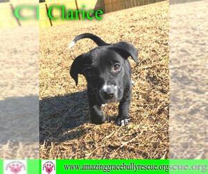 Pointer Dogs for adoption in Pensacola, FL, USA