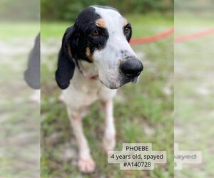 Plott Hound Dogs for adoption in Supply, NC, USA