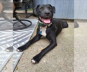 American Pit Bull Terrier-American Staffordshire Terrier Mix Dogs for adoption in Chester, VA, USA