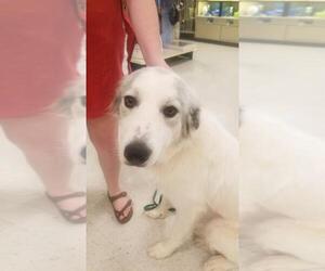 Great Pyrenees Dogs for adoption in Prague, OK, USA