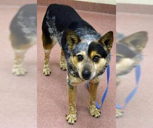 Small Australian Cattle Dog