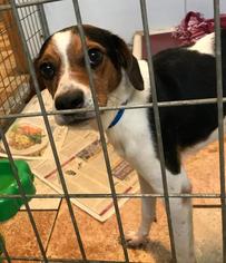 Beagle-Unknown Mix Dogs for adoption in Colfax, IL, USA
