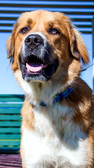 Saint Bernard Dogs for adoption in Winter Park, CO, USA